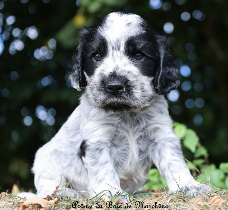 du bois de Morchène - Chiots disponibles - Cocker Spaniel Anglais