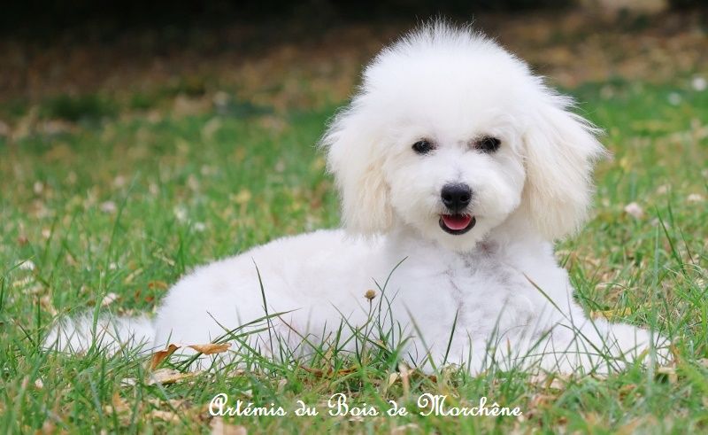 du bois de Morchène - Chiots disponibles - Caniche