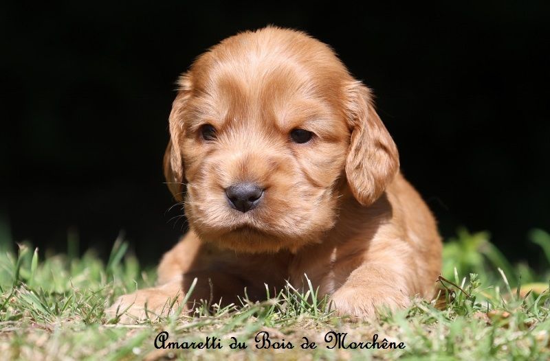 du bois de Morchène - Chiots disponibles - Cocker Spaniel Anglais