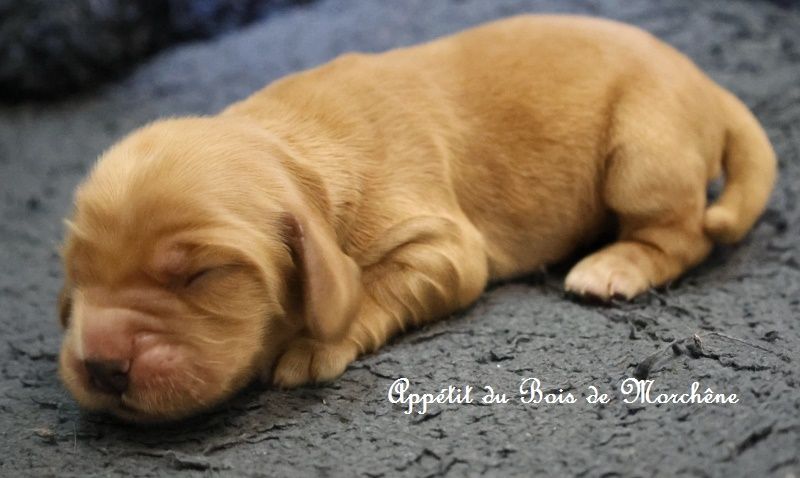 du bois de Morchène - Chiots disponibles - Cocker Spaniel Anglais