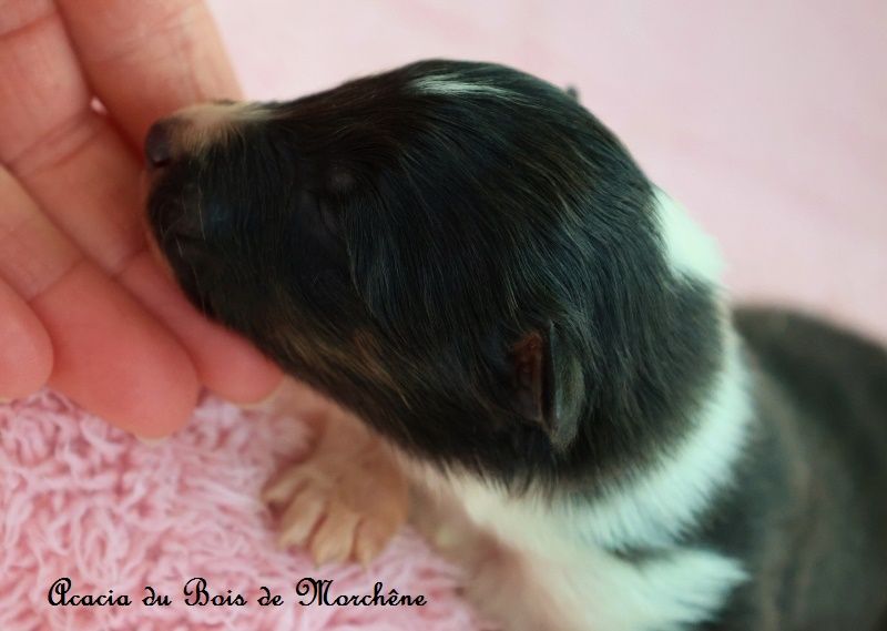 du bois de Morchène - Chiots disponibles - Shetland Sheepdog