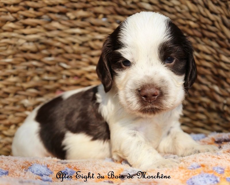 du bois de Morchène - Chiots disponibles - Cocker Spaniel Anglais