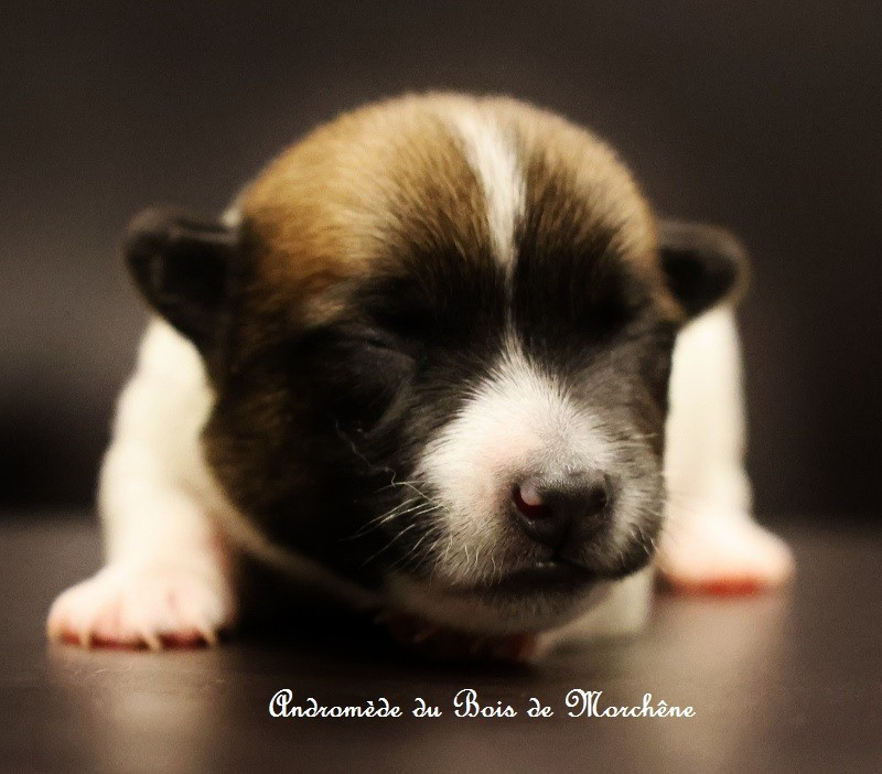 du bois de Morchène - Chiots disponibles - Jack Russell Terrier