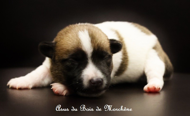 du bois de Morchène - Chiots disponibles - Jack Russell Terrier