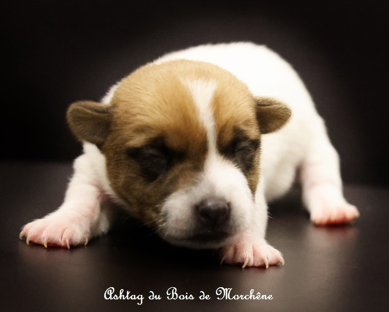 du bois de Morchène - Chiots disponibles - Jack Russell Terrier