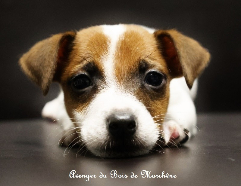 du bois de Morchène - Chiots disponibles - Jack Russell Terrier