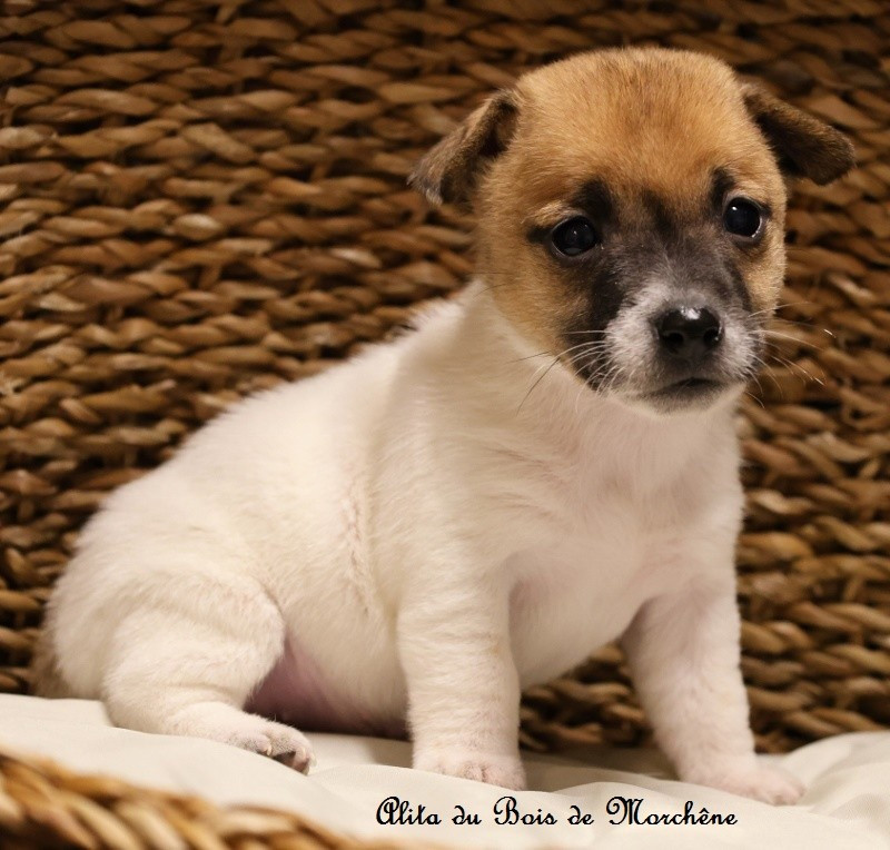 du bois de Morchène - Chiots disponibles - Jack Russell Terrier