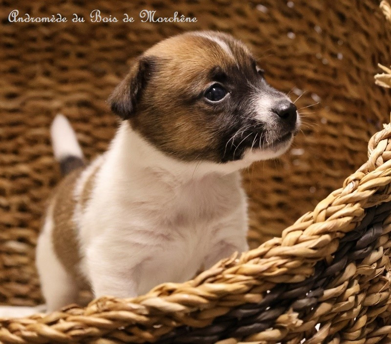 du bois de Morchène - Chiots disponibles - Jack Russell Terrier