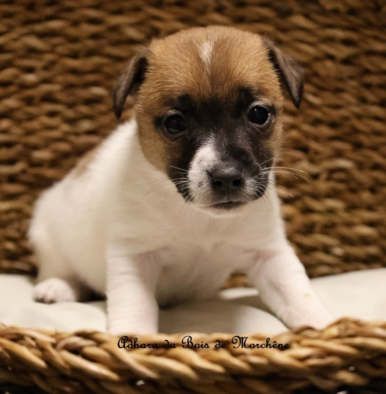 du bois de Morchène - Chiots disponibles - Jack Russell Terrier