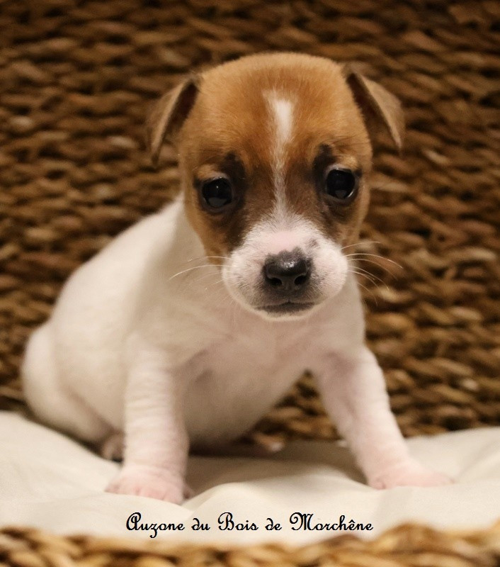 du bois de Morchène - Chiots disponibles - Jack Russell Terrier