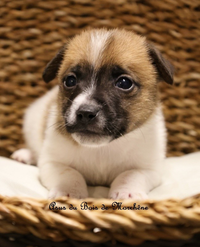 du bois de Morchène - Chiots disponibles - Jack Russell Terrier