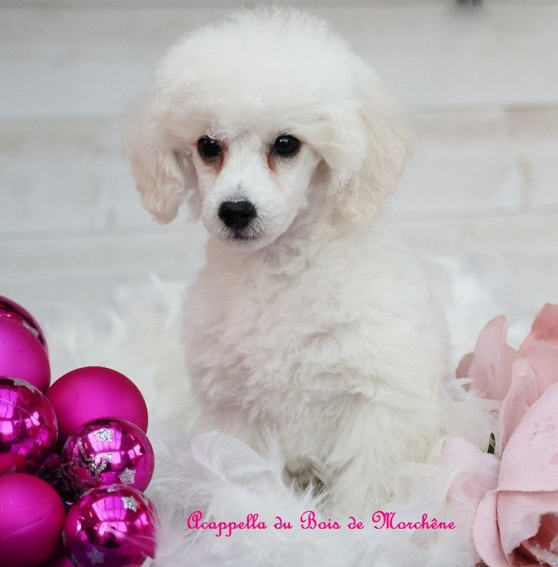 du bois de Morchène - Chiots disponibles - Caniche