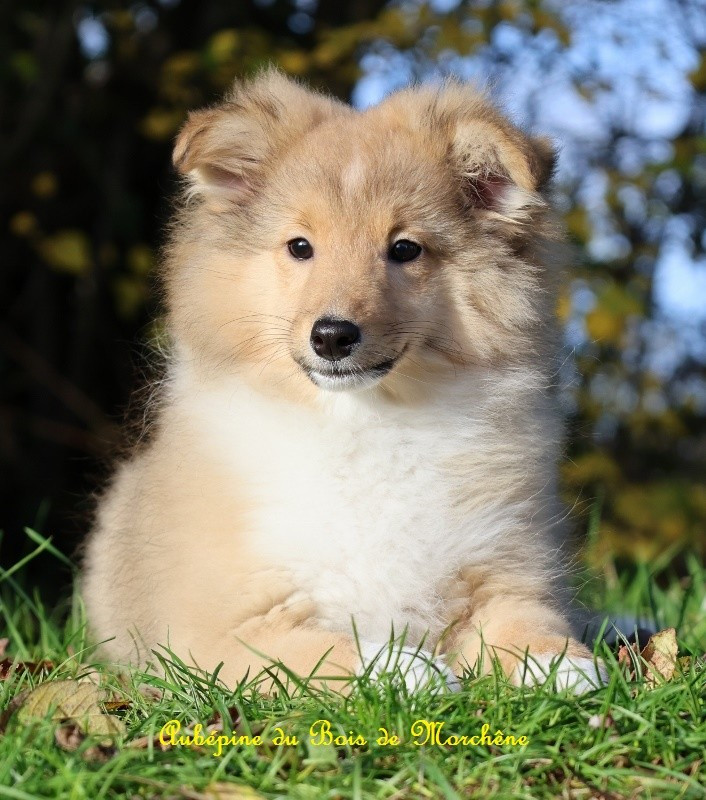 du bois de Morchène - Shetland Sheepdog - Portée née le 10/09/2025