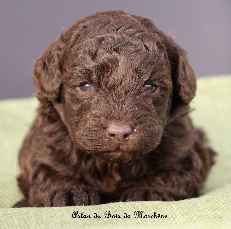 du bois de Morchène - Chiots disponibles - Caniche