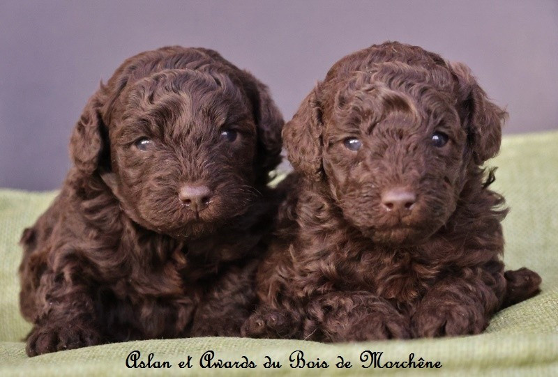 Chiot Caniche du bois de Morchène