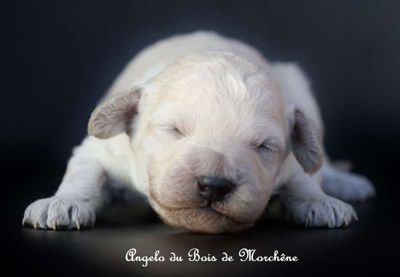 du bois de Morchène - Chiots disponibles - Caniche