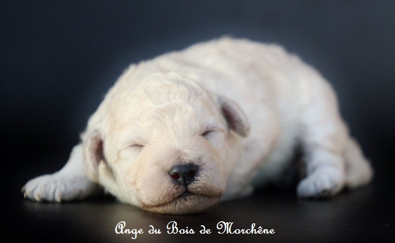 du bois de Morchène - Chiots disponibles - Caniche