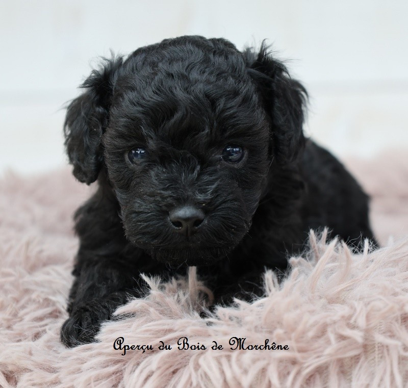 du bois de Morchène - Chiots disponibles - Caniche