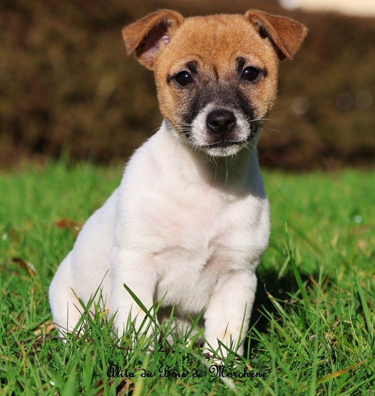 du bois de Morchène - Chiots disponibles - Jack Russell Terrier
