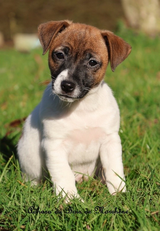 du bois de Morchène - Chiots disponibles - Jack Russell Terrier