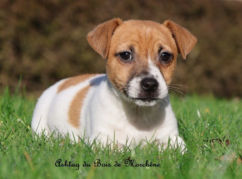 du bois de Morchène - Chiots disponibles - Jack Russell Terrier
