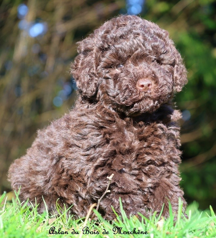 du bois de Morchène - Chiots disponibles - Caniche
