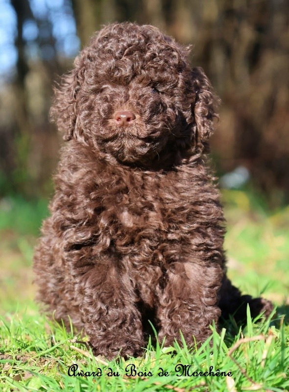 du bois de Morchène - Chiots disponibles - Caniche