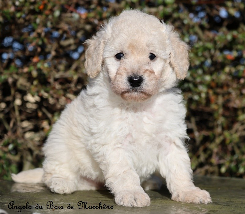 du bois de Morchène - Chiots disponibles - Caniche