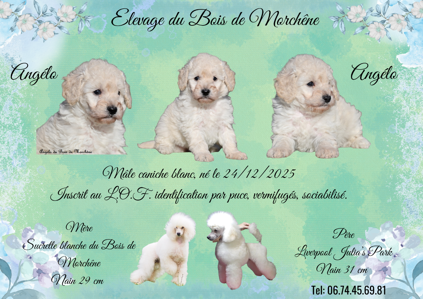 Du Bois De Morchène - Caniche - Portée née le 24/12/2025