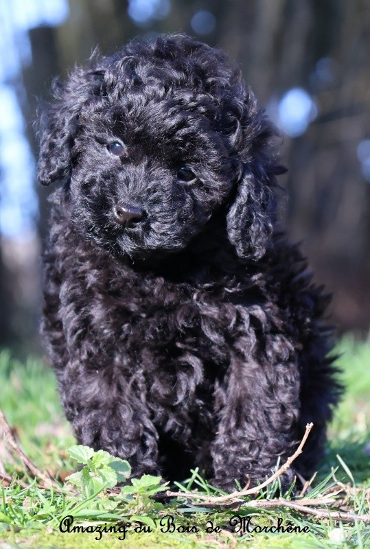 du bois de Morchène - Chiots disponibles - Caniche