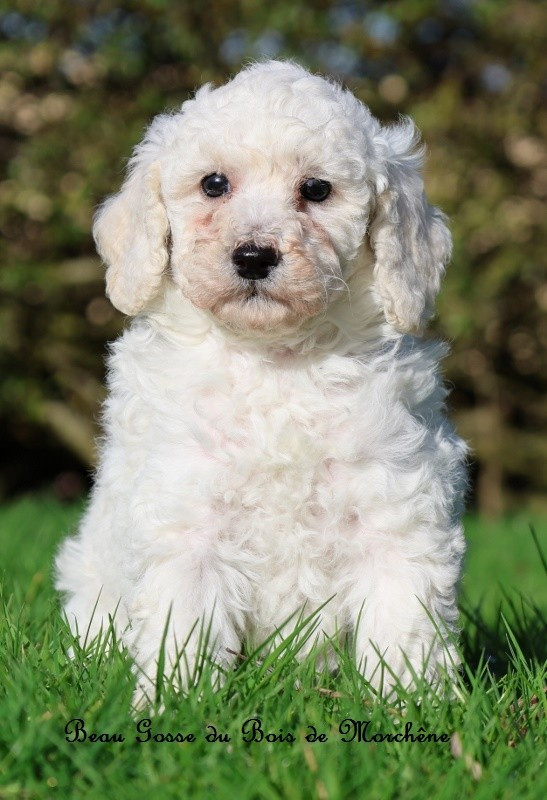 Du Bois De Morchène - Chiots disponibles - Caniche