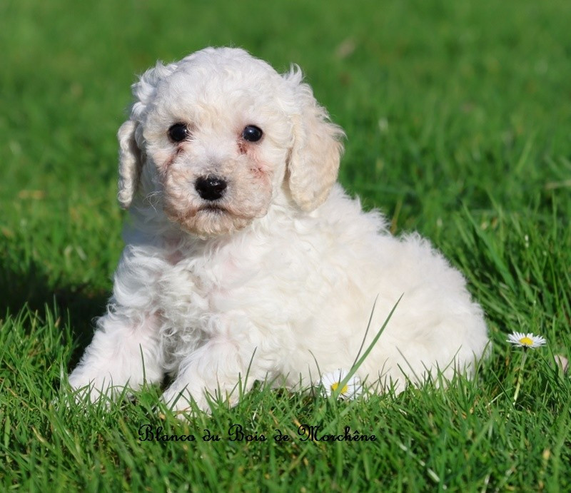 Du Bois De Morchène - Chiots disponibles - Caniche