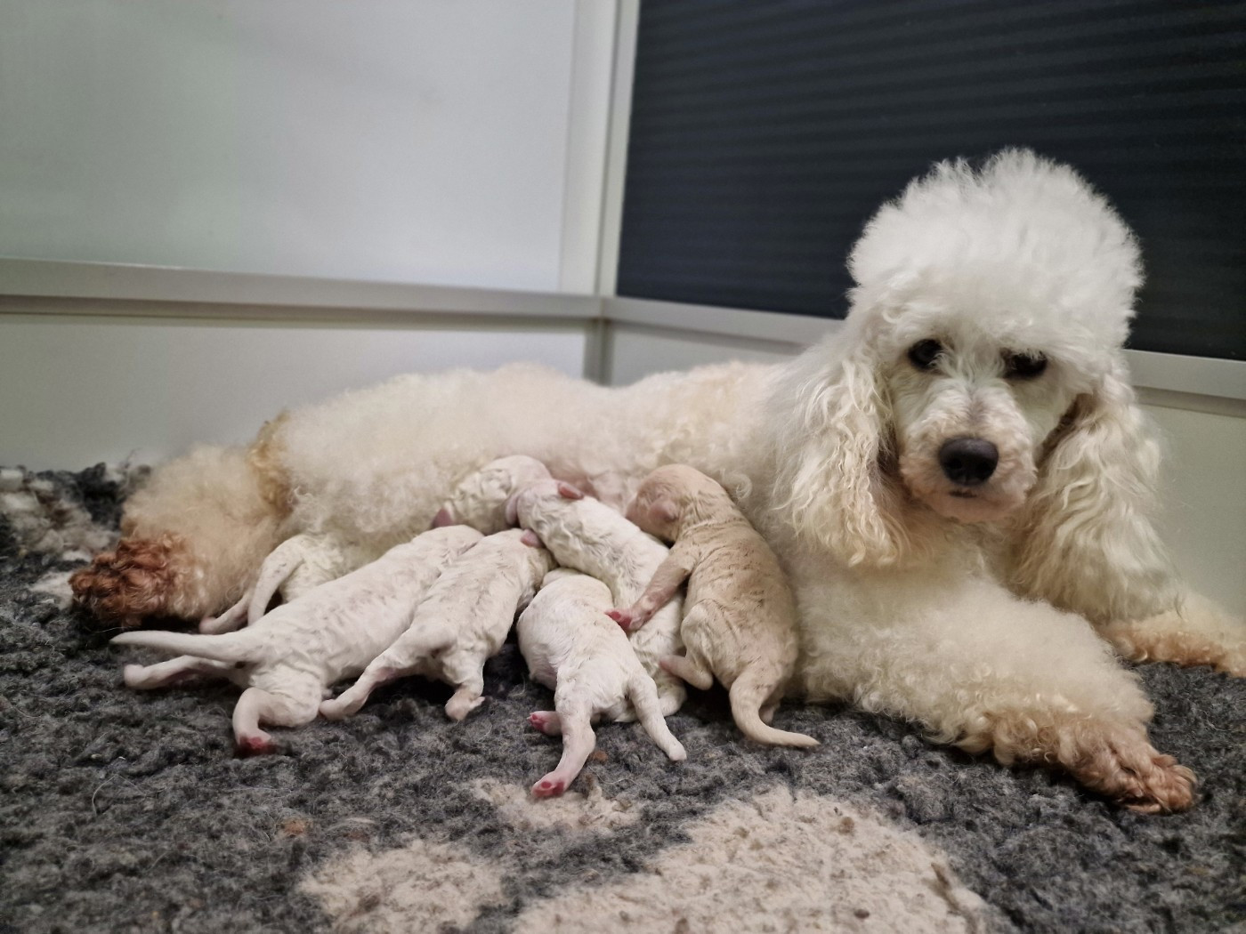 Du Bois De Morchène - Caniche - Portée née le 12/01/2026