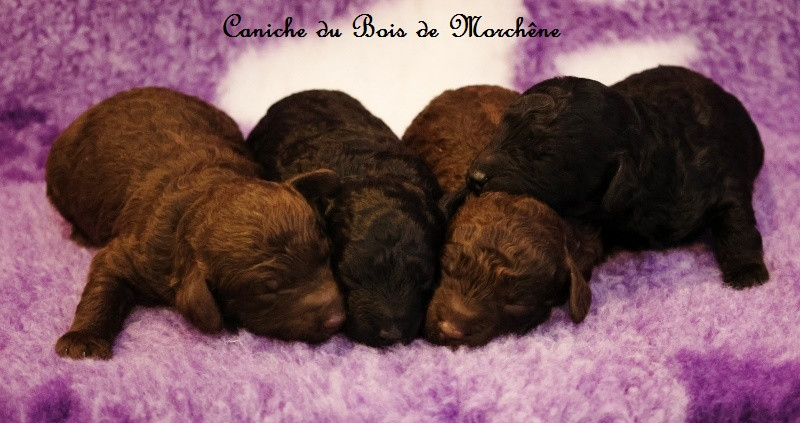 Du Bois De Morchène - Caniche - Portée née le 26/02/2026