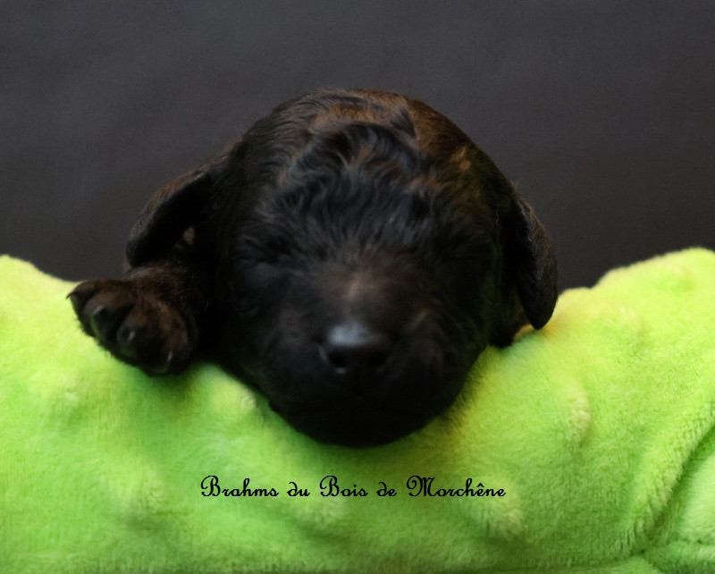 Du Bois De Morchène - Chiots disponibles - Caniche