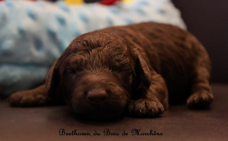 Du Bois De Morchène - Chiots disponibles - Caniche