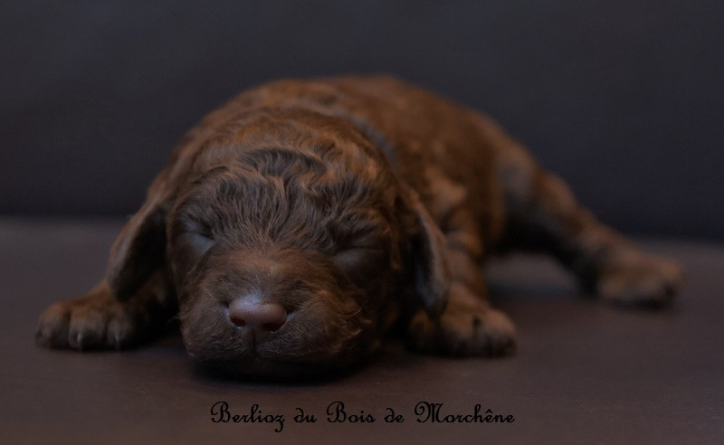 Du Bois De Morchène - Chiots disponibles - Caniche