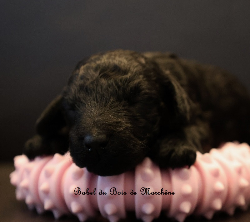 Du Bois De Morchène - Chiots disponibles - Caniche