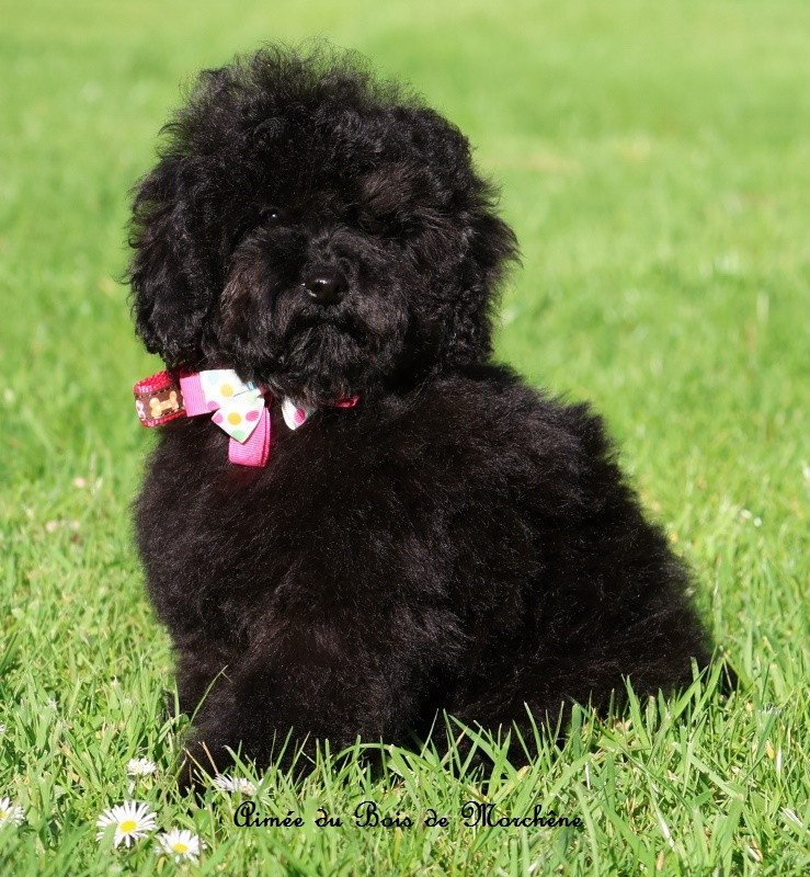 Du Bois De Morchène - Chiots disponibles - Caniche