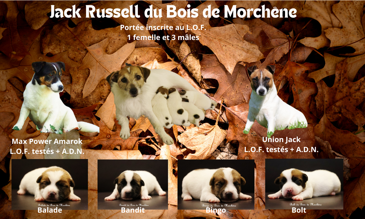 Chiot Jack Russell Terrier Du Bois De Morchène