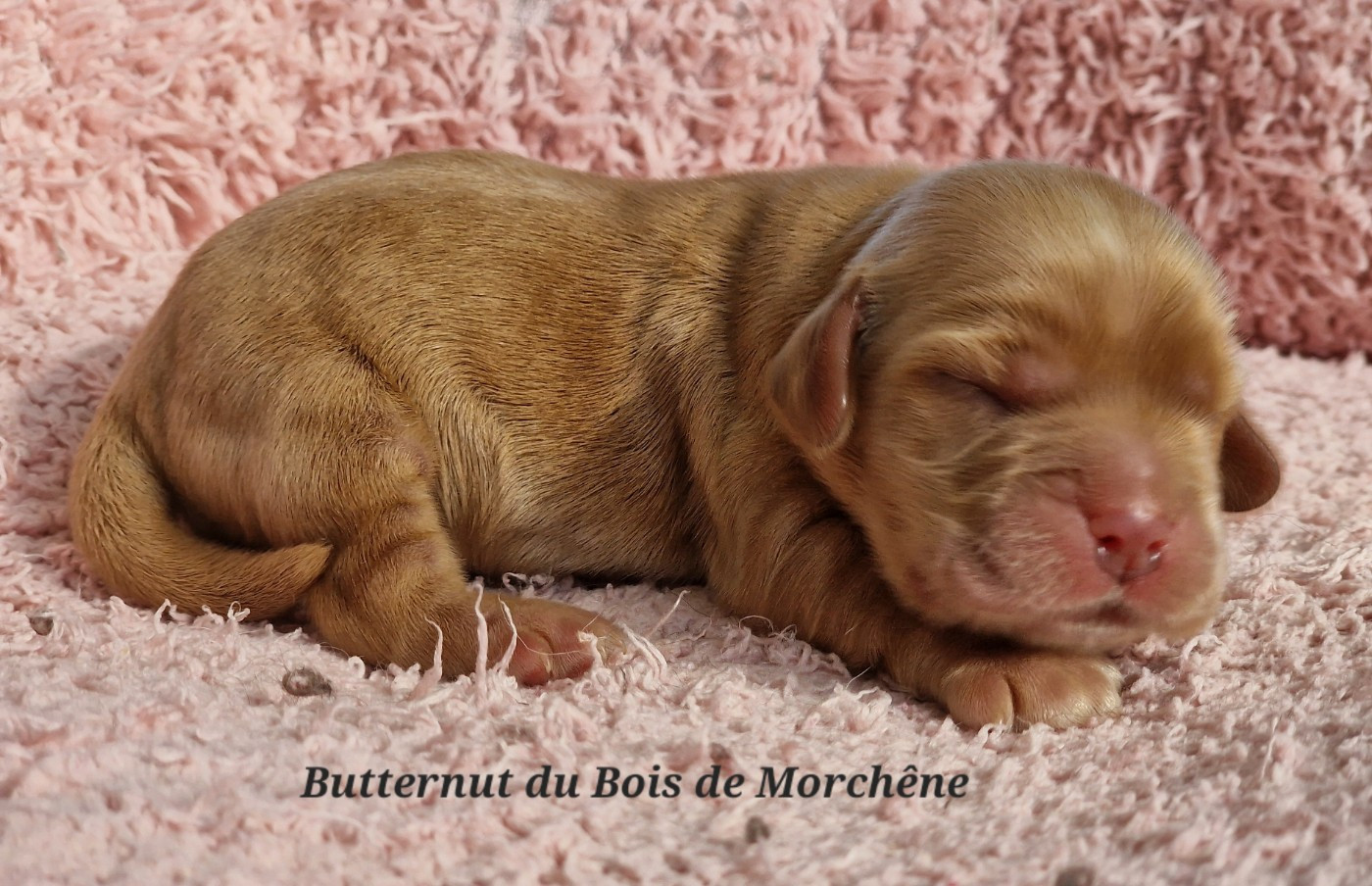 Du Bois De Morchène - Chiots disponibles - Cocker Spaniel Anglais