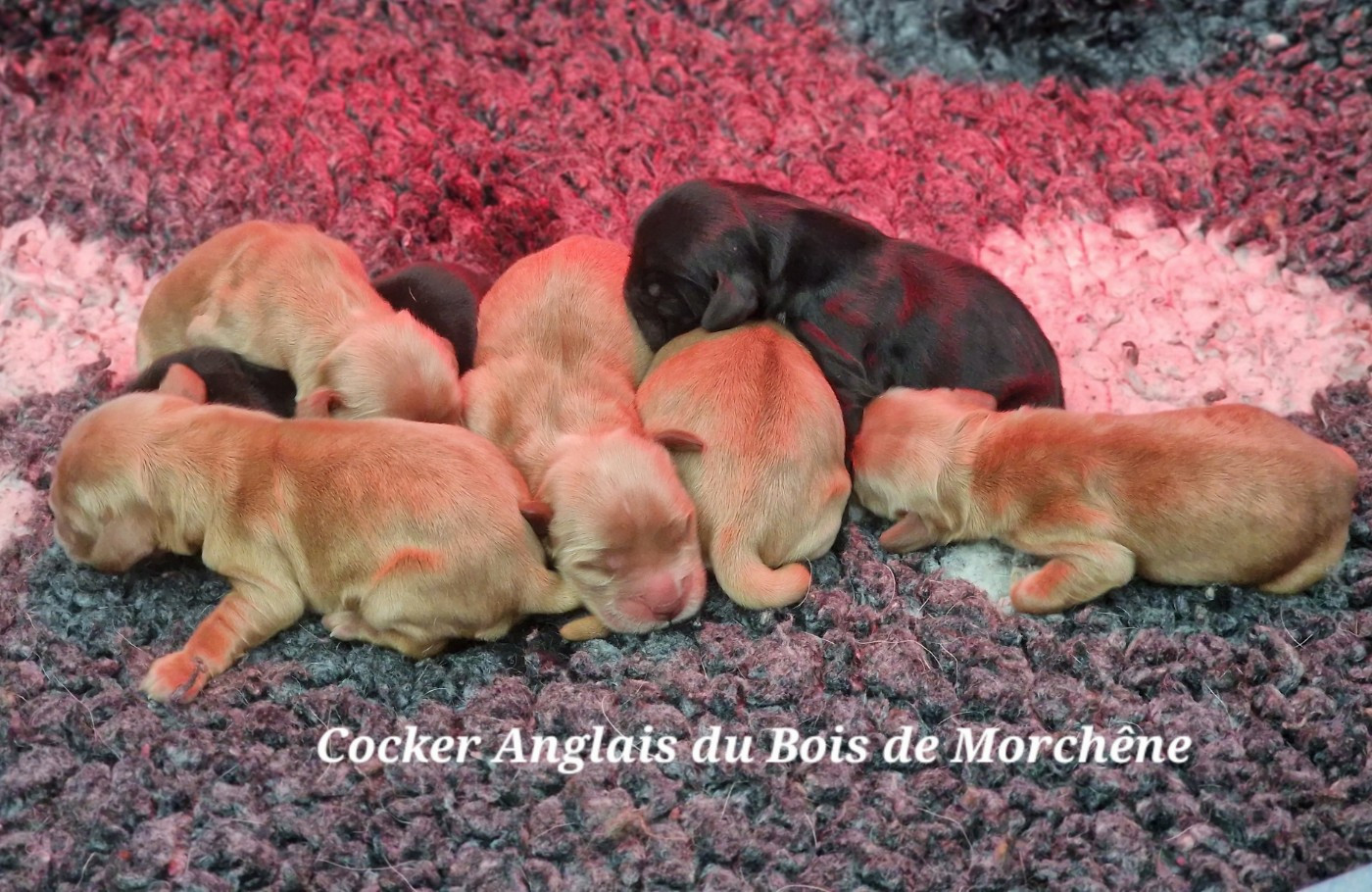 Chiot Cocker Spaniel Anglais Du Bois De Morchène