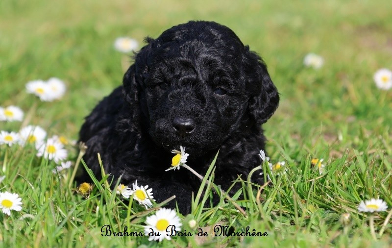 Du Bois De Morchène - Chiots disponibles - Caniche