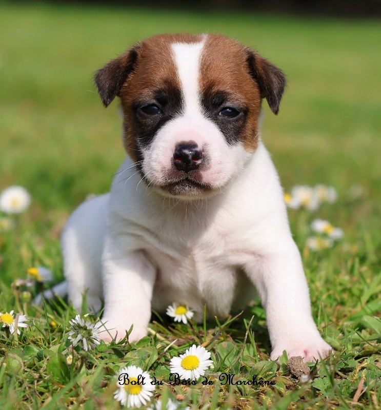 Du Bois De Morchène - Chiots disponibles - Jack Russell Terrier