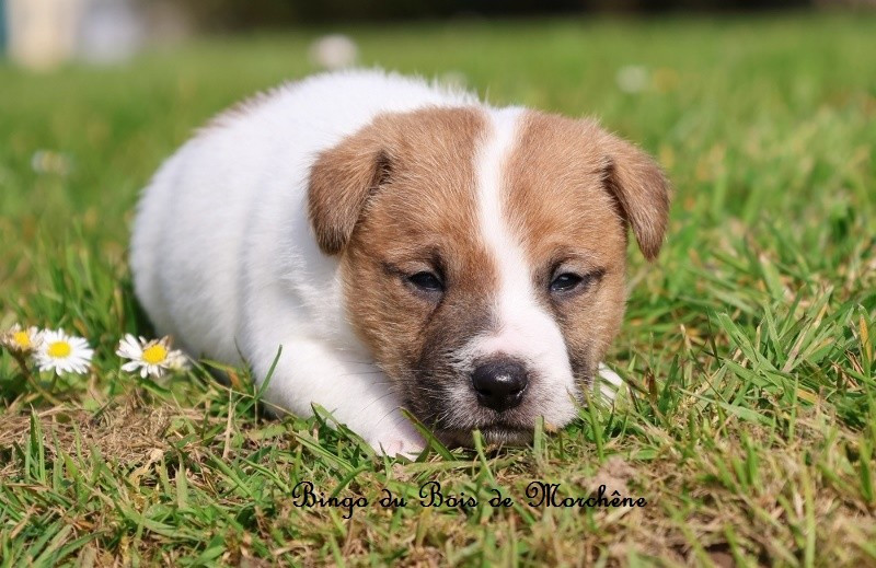 Du Bois De Morchène - Chiots disponibles - Jack Russell Terrier