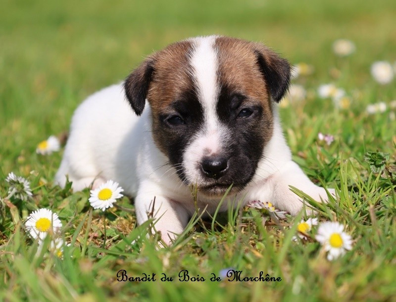 Du Bois De Morchène - Chiots disponibles - Jack Russell Terrier