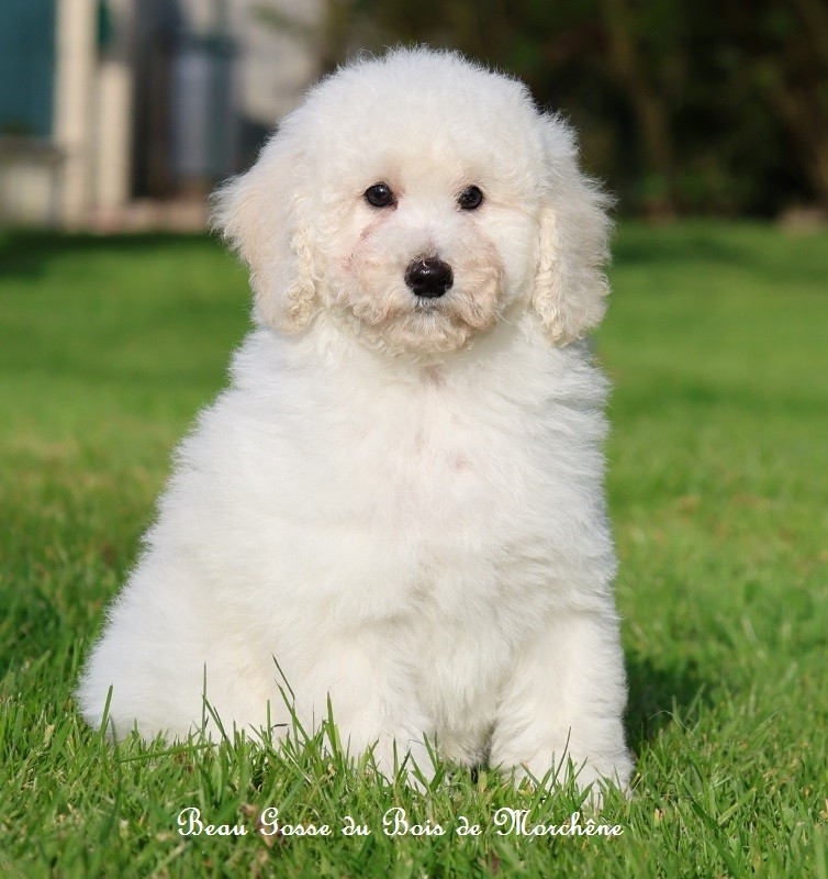 Du Bois De Morchène - Chiots disponibles - Caniche