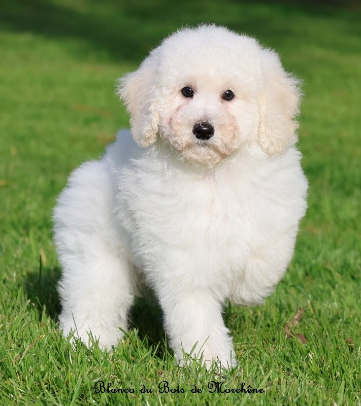 Du Bois De Morchène - Chiots disponibles - Caniche