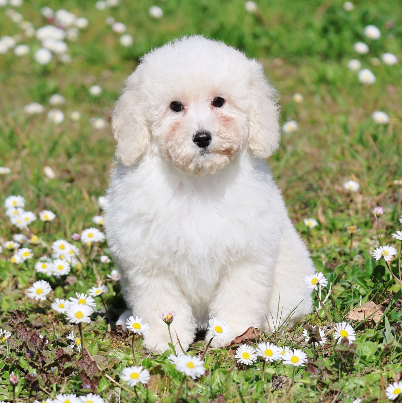 Du Bois De Morchène - Chiots disponibles - Caniche