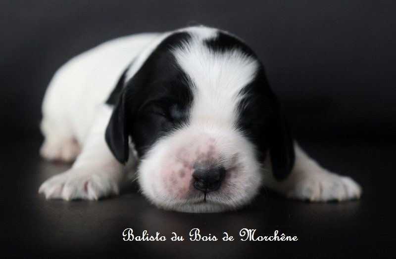 Du Bois De Morchène - Chiots disponibles - Cocker Spaniel Anglais